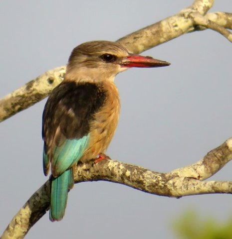 Brownhooded kingfisher 