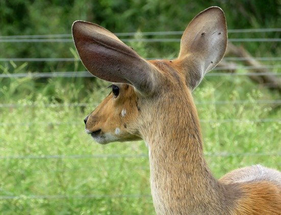 Bushbuck in the camp