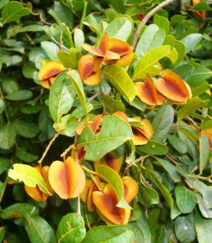 Combretum hereroense fruit