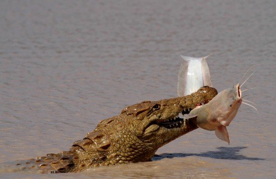 The croc and the barbel