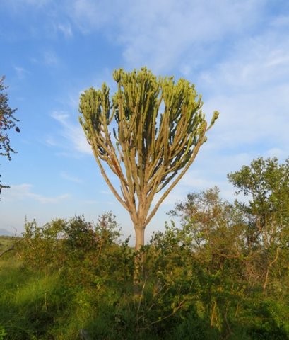 Euphorbia ingens