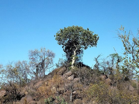 Ficus abutilifolia