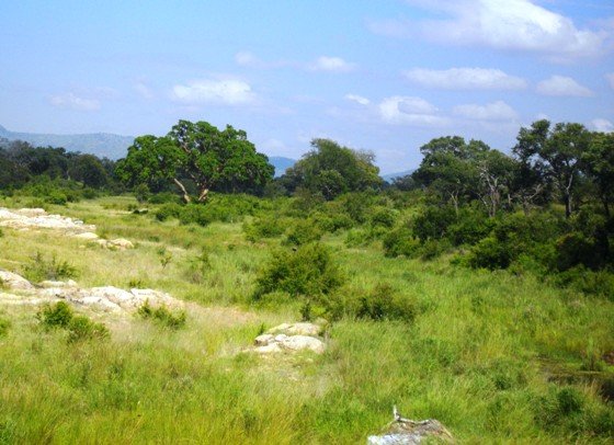 Ficus sycomorus in riverine bush