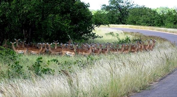 Heteropogon contortis and impala