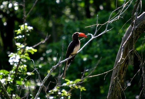 Crowned hornbill