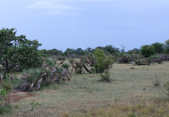 Hyphaene coriacea, the lala palm yields palm wine 