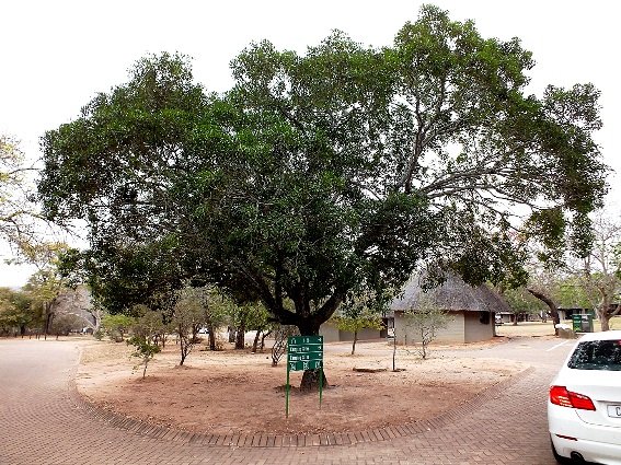 Moepel in Pretoriuskop