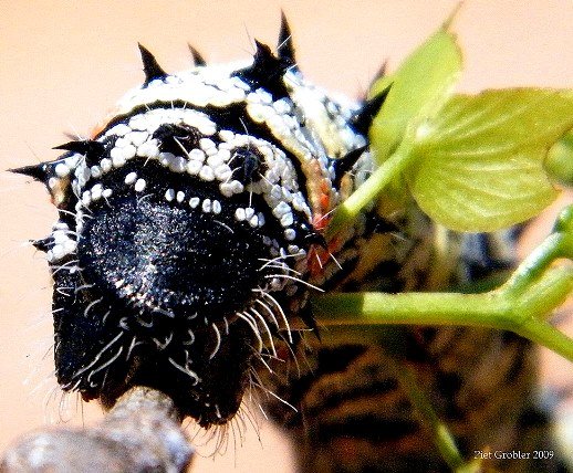 Mopane worm shiny side