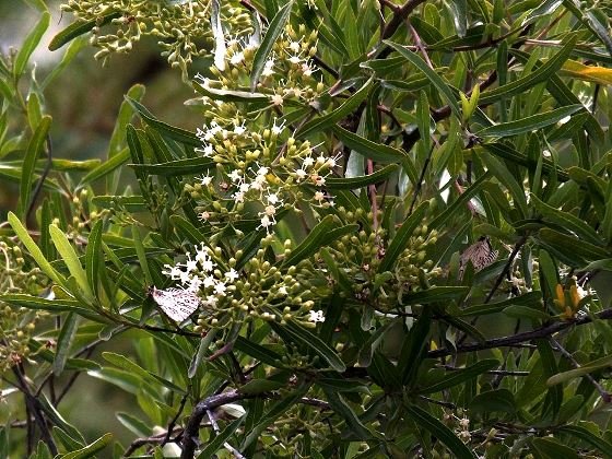 Nuxia oppositifolia, the water elder