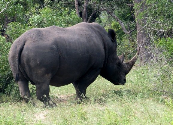 White rhino