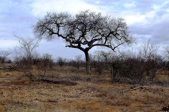 Marula and fire