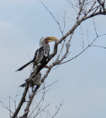Southern yellowbilled hornbills