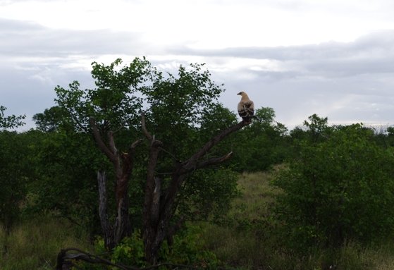 Peace in the bushveld