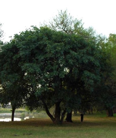 Trichilia emetica subsp. emetica