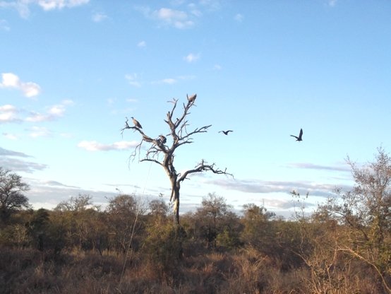 Vultures waiting their turn