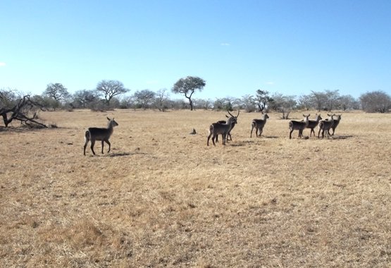 Waterbuck on cropped bushveld grass