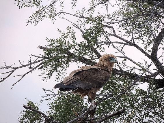 Young bateleur