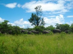 A herd in the bush... is better than a bird?