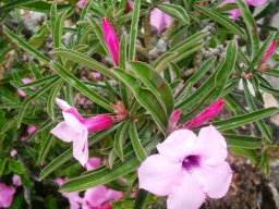 Adenium swazicum