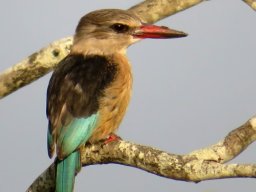 Brownhooded kingfisher 