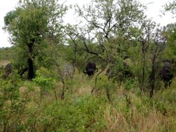 Summer grazing