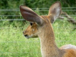 Bushbuck in the camp