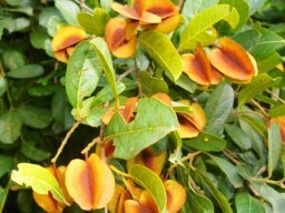 Combretum hereroense fruit