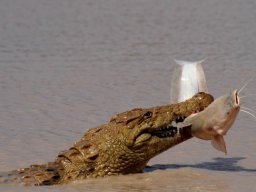 The croc and the barbel