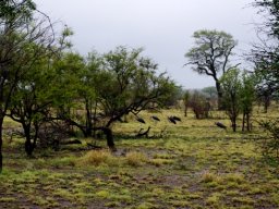 Marabou mourning?
