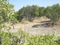 Euclea divinorum en route to the waterhole