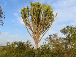 Euphorbia ingens
