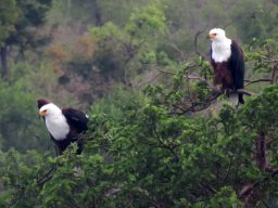 African fish eagles