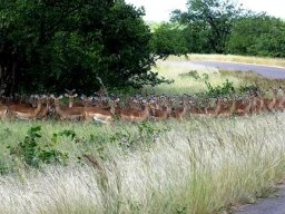 Heteropogon contortis and impala