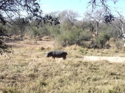 Bushveld stroll