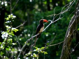 Crowned hornbill