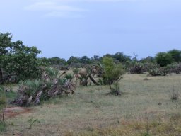 Hyphaene coriacea, the lala palm yields palm wine 