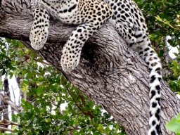 Leopard resting but interested