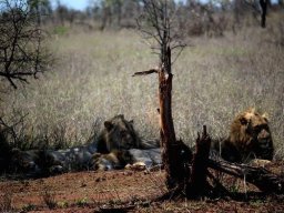 Reveries after eating an antelope