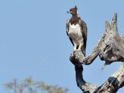 Martial eagle 
