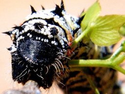Mopane worm shiny side