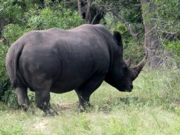 White rhino