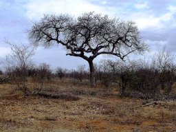 Marula and fire