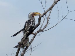 Southern yellowbilled hornbills