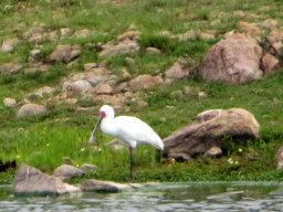 Young spoonbill