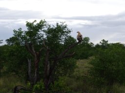 Peace in the bushveld