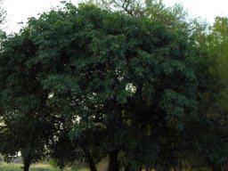 Trichilia emetica subsp. emetica