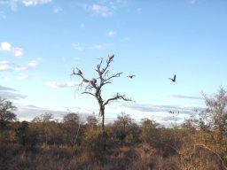 Vultures waiting their turn