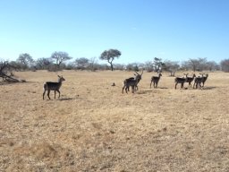 Waterbuck on cropped bushveld grass