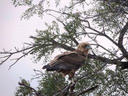 Young bateleur