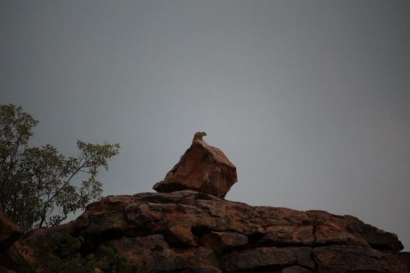 Dassie scout